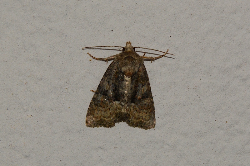 Oligia sp. - Noctuidae